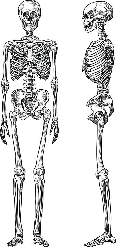 Skeleton Art Drawing, Skeleton Vector, Biology Drawing, The Human Skeleton, Bone Drawing, Skeleton Human, Human Skeleton Anatomy, Human Anatomy Reference, Anatomy Bones