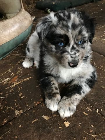 Australian Shepherd puppy for sale in SAINT JOHNS, FL. ADN-60208 on PuppyFinder.com Gender: Male. Age: 6 Weeks Old Australian Shepherd Puppy, Aussie Puppies, Australian Shepherd Puppies, Super Cute Puppies, 강아지 그림, Shepherd Puppy, Baby Animals Pictures, Baby Animals Funny