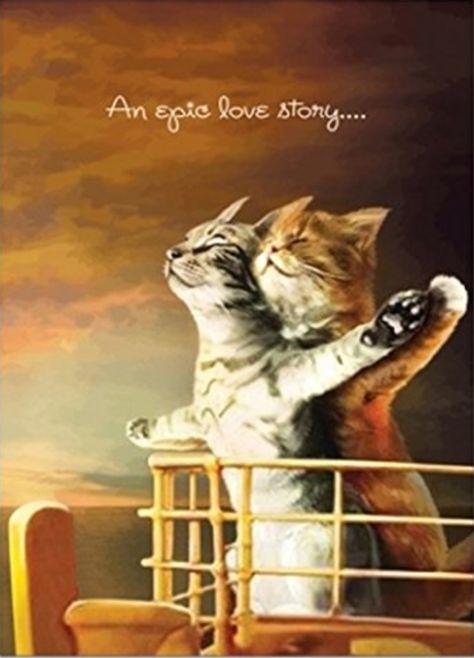 Happy Anniversary Meme, Happy Anniversary Funny, Funny Anniversary Wishes, Anniversary Quotes For Couple, Happy Aniversary, Anniversary Wishes For Couple, Cute Cat Quotes, Happy Wedding Anniversary Wishes, Happy Anniversary Quotes