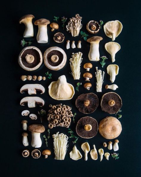 Herbal Academy, Edible Mushrooms, Mushroom Fungi, Food Test, Mushroom Art, Nature Aesthetic, Botanical Illustration, Botanical Art, Food Photo