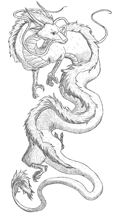 Haku Drawing Dragon, Dragon Tattoo Drawing Design, Two Dragons Intertwined Tattoo, Tattoo Sketches Anime, Chinese Dragon Drawing Sketches, Haku Sketch, Haku Tattoo Design, Haku Dragon Tattoo Design, Chinese Dragon Sketch