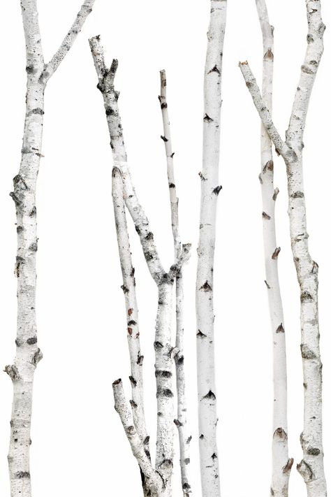 Birch Illustration, White Birch, Architecture Trees, Background Forest, Birch Trees, Materials Board Interior Design, Architecture Presentation Board, Architecture Collage, Photoshop Textures