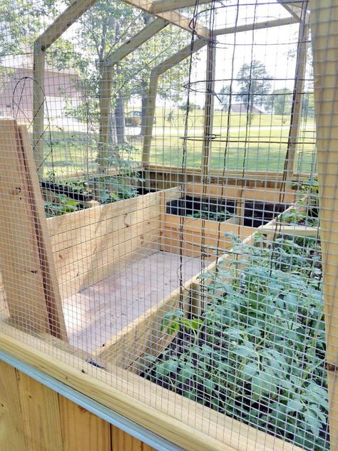 Diy Enclosed Garden, Animal Proof Garden, Enclosed Garden Structures, Squirrel Proof Garden, Enclosed Garden Beds, Above Ground Garden, Enclosed Garden, Diy Greenhouse Plans, Veg Garden