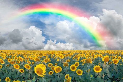 Montage Art, Rainbow Images, Rainbow Pictures, Rainbow Photography, Sunflower Pictures, Rainbow Painting, Rainbow Sky, Sunflower Wallpaper, Rainbow Aesthetic