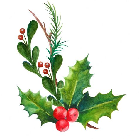 Premium Photo | Watercolor illustration christmas decoration holly leaves and berries Natal, Christmas Plants, Christmas Greenery, Christmas Graphics, Wreath Watercolor, Holly Berries, Birth Month Flowers, Holly Leaf, Christmas Holly