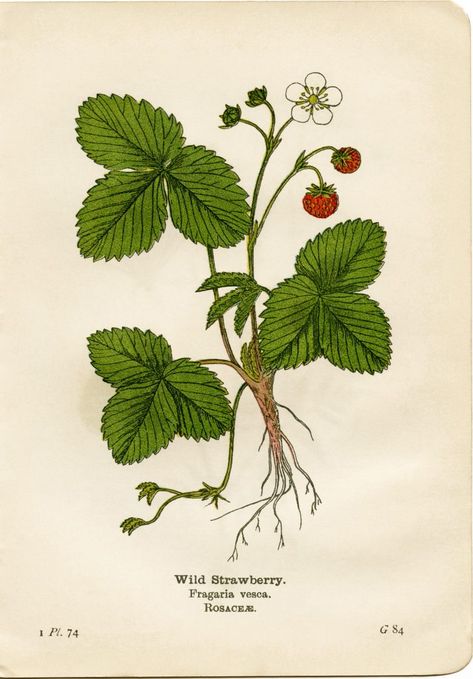 Botanical Illustration Tattoo, Biology Drawing, Strawberry Drawing, Strawberry Tattoo, Vintage Botanical Illustration, Strawberry Art, Wild Strawberry, Old Design, Plant Tattoo