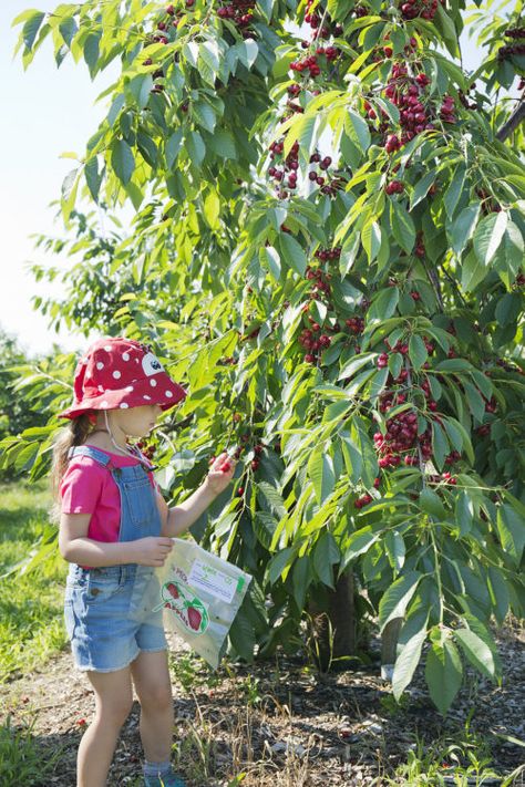 Cherry Farm and Pick Your Own Cherries north of Boston, MA – Parlee Farms Picking Cherries, Cherry Farm, Cherry Picking, Mid July, Cherry Season, Fruit Picking, Berry Farm, New Farm, City Garden