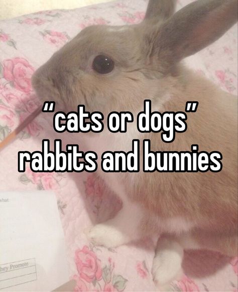 Cute Bunny Pics, Pet Bunny Rabbits, Bunny Girls, Bunny Care, Cute Bunny Pictures, Cute Small Animals, Silly Cats Pictures, Pet Bunny