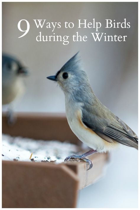 Feeding Birds In Winter, Winter Backyard, Winter Bird Feeders, Backyard Birds Watching, Backyard Birds Sanctuary, Backyard Birds Feeders, Bird Feeder Craft, Homemade Bird Feeders, Winter Birds