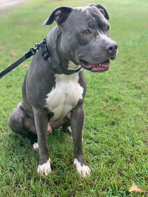 10 Month Old Blue Pit #puppy #pitbull #dogs #dogmom #doglovers #pitbullpuppies #blue Blue Brindle Pitbull, Pit Puppy, Bully Blue, Grey Pitbull, Pit Bull Puppies Blue, Pitbull Blue, Blue Pitbull, Pitbull Dogs, Staffy Dog