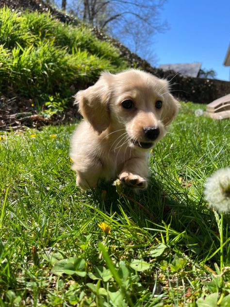 English Cream Mini Daschund, Golden Daschund Puppies, Cream Longhaired Dachshund, Miniature Longhaired Dachshund, Cream English Dachshund, Dachshund Puppies Wallpaper, Cream Daschund Puppies, Cream Dachshund Puppy, Minature Dachshund Cream