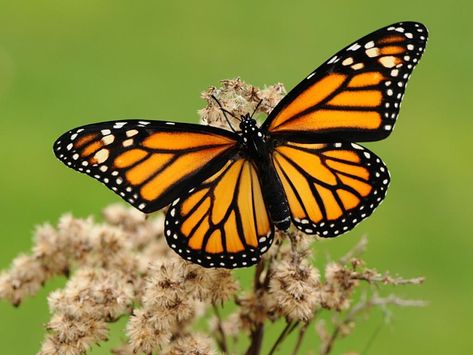 Monarch Monarch Butterflies Photography, Idea Paint, Monarch Caterpillar, Beautiful Butterfly Photography, Sun Garden, Monarch Butterflies, Butterfly Images, Butterfly Photos, Butterfly Pictures