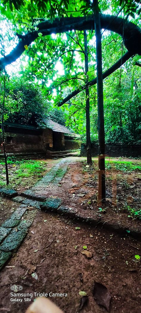 Taken by me with Samsung 70 phone. Kerala Traditional House, Sacred Grove, Sacred Groves, Morning View, Mother Goddess, Flower Prints Art, Prints Art, Traditional House, Kerala