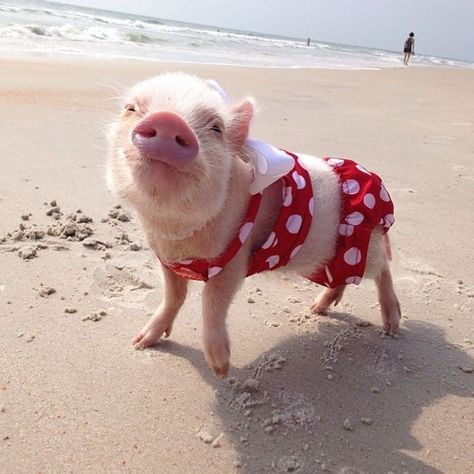 Pig wearing a bathing suit on the beach Polka Dot, The Beach, A Small, Red