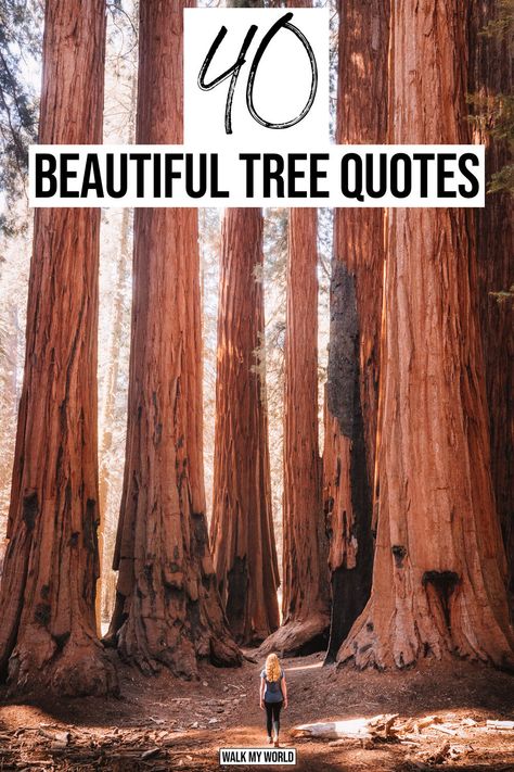 Whether you’re looking for a bit of inspiration or the perfect caption for an Instagram pic, we have you covered with 40 of the most thought provoking quotes about trees. #Quotes #InspirationalQuotes Tree Growth Quotes, Tree Of Life Quotes Wisdom, Trees Quotes Inspirational, Quotes On Trees Nature, Quotes About Woods Nature, Captions For Trees Instagram, Inspirational Tree Quotes, Climbing Trees Quotes, Be Like A Tree Quotes