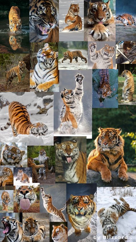 Tiger collage - enjoy :) Tiger Collage, Pretty Pictures, Tigers, Collage, Animals, Art