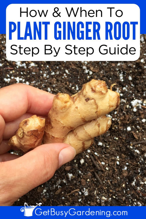 a hand holding a knob of ginger above potting soil Planting Ginger Root, Planting Ginger, Plant Ginger, Growing Ginger Indoors, Garden Hacks Diy, Growing Ginger, Tattoo Plant, Ginger Plant, When To Plant