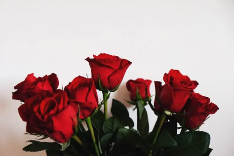 life's lessons learned from a self-proclaimed writer Bunch Of Red Roses, Rose Aesthetic, Aesthetic Roses, Twitter Headers, Red Aesthetic, Twitter Header, Lessons Learned, Red Rose, A Rose