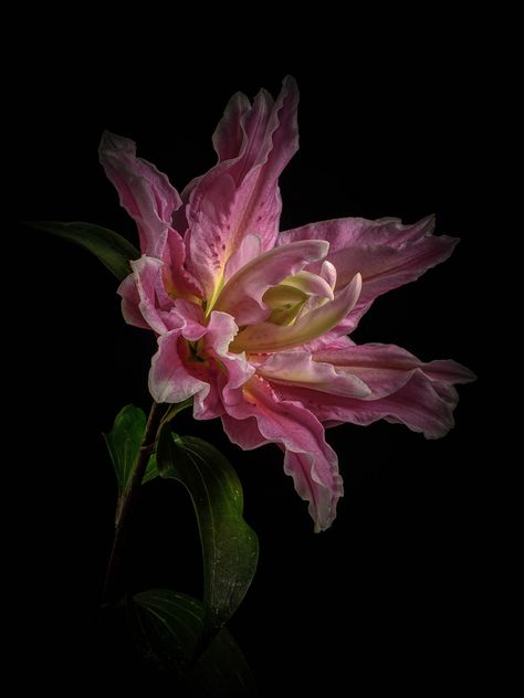 The last Lily to flower in my garden this season. Lily Wallpaper, Midnight Garden, Rose Lily, Rare Flowers, Floral Photography, Arte Floral, Flower Beauty, Flower Pictures, Amazing Flowers