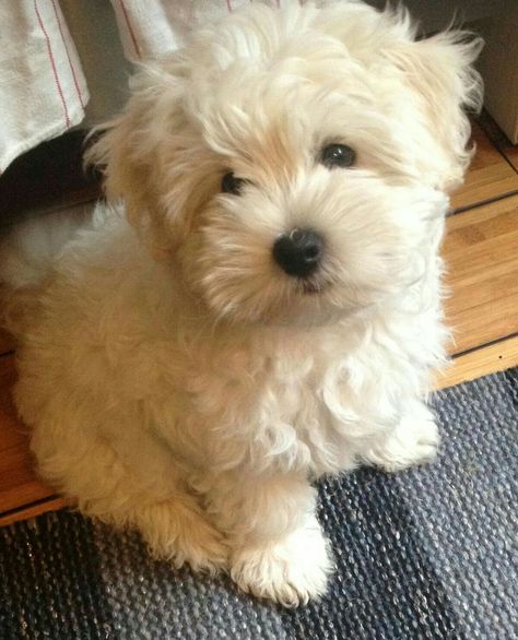 Teddy Bear Dogs, Shihpoo Puppies, Bear Dogs, Teddy Bear Puppies, Maltipoo Puppies, Teddy Bear Dog, Dog Haircuts, Super Cute Puppies, Havanese Dogs