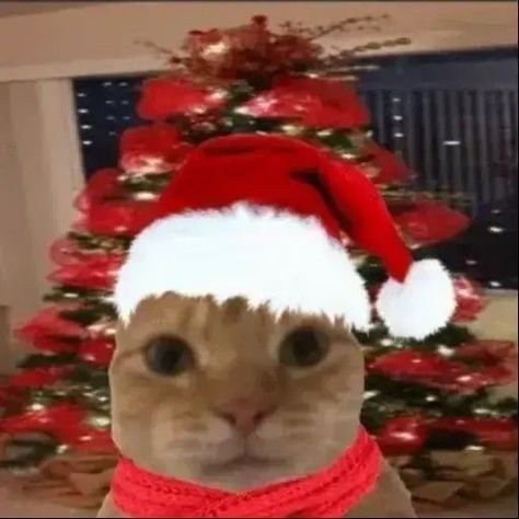 Christmas SZN on TikTok Funny Christmas Pfp, Christmas Cat Memes, Operation Christmas Children, Grumpy Cat Christmas, Halloween Wallpaper Iphone Backgrounds, Christmas Memes, Grumpy Cat Humor, Cat Holidays, Animated Christmas