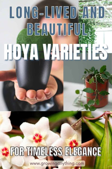 57 Long-Lived and Beautiful Hoya Varieties For Timeless Elegance Hoya Varieties, Hoya Obovata, Orchid Fertilizer, Rare Hoya, Beautiful Pink Flowers, Low Maintenance Plants, Flower Ideas, Fragrant Flowers, Plant Needs