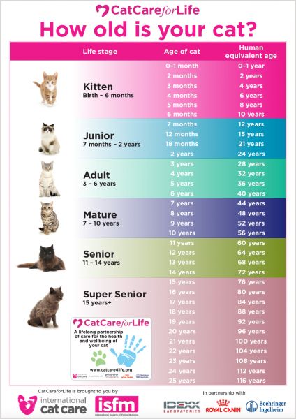 How to tell your cat’s age in human years | International Cat Care Cat Age Chart, Getting A Kitten, Cat Years, Cat Ages, Cat Language, Cat Info, Cat Hacks, Cat Care Tips, Kitten Care