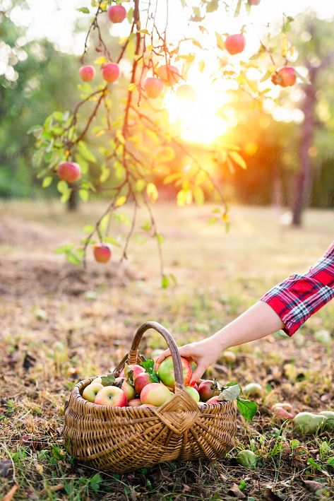 Woman placing apples in basket by Pixel Stories - Apple, Fall - Stocksy United Apples In Basket, Picking Apples, Apple Farm, Apple Theme, Fall Apples, Crab Apple, Apple Orchard, Apple Picking, Indian Summer