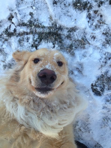 selfie in winter Chien Golden Retriever, A Golden Retriever, Snow Dogs, Funny Dog Pictures, True Happiness, Cute Animal Photos, Golden Retrievers, Baby Dogs, Happy Dogs