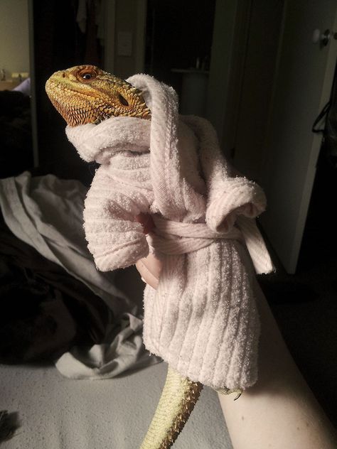 Pringle in Bathrobe - Pringle The Bearded Dragon Bearded Dragon Diy, Bearded Dragon Terrarium, Bearded Dragon Funny, Bearded Dragon Food, Bearded Dragon Habitat, Baby Bearded Dragon, Bearded Dragon Cute, Bearded Dragon Care, Cute Lizard