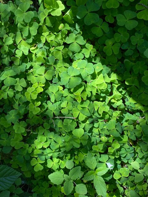 #clover #garden #aesthetic #nature #wallpaper #green #inspiration #spring #summer #forest #photography #field #coquette #photooftheday Clover Garden, Clover Field, Summer Forest, Green Inspiration, Wallpaper Green, Garden Aesthetic, Aesthetic Nature, Animal Sanctuary, Forest Photography