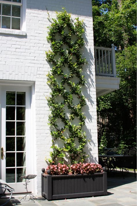 Trellis plants