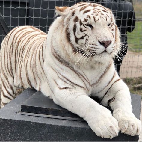 Chinese White Tiger, White Tiger Aesthetic, Black Jaguar White Tiger, Big Tiger, White Tigers, Black Jaguar, Cute Tigers, Wild Creatures, Jungle Animal