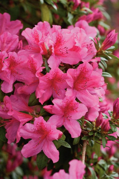 'Pride of Mobile' Southern Indica Hybrid | Azaleas can bloom from late winter into early summer, depending on type. To extend the season, plant early-, mid-, and late-season bloomers. Here are a few of the azaleas we love most. Azalea Varieties, Landscape Shrubs, Azaleas Garden, Azalea Flower, Pink Azaleas, Flower Therapy, Late Winter, Cactus Y Suculentas, Garden Landscape