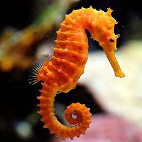 Meet the Seahorse — Coral Key Scuba and Travel Denver Seahorse Facts, Seahorse Art, Underwater Animals, Beautiful Sea Creatures, Water Animals, Underwater Creatures, Aquatic Animals, Wallpaper Gallery, Sea Horse