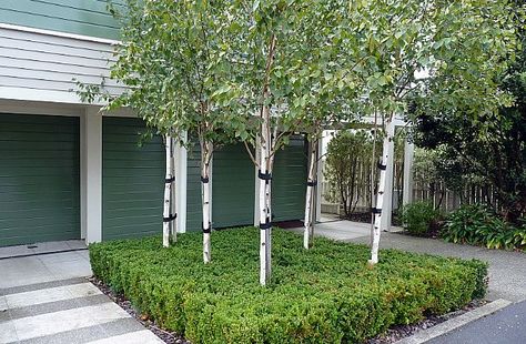 Hedge Garden Design, Birch Trees Garden, Architecture Trees, Hedge Garden, Simple Garden Designs, Birch Trees Landscaping, Topiary Plants, Cottage Garden Design, Front Landscaping