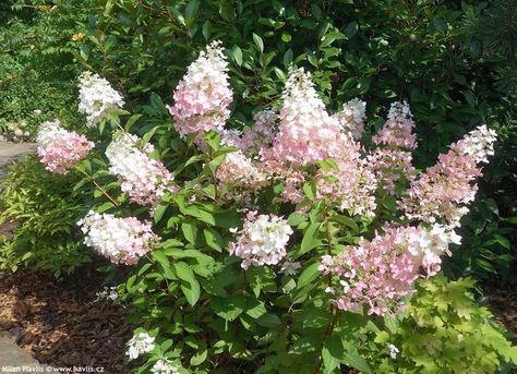 Hydrangea paniculata Confetti Minnesota Garden, Hydrangea Paniculata, St Thomas, Image Types, Hydrangea, Confetti, Google Images, Plants