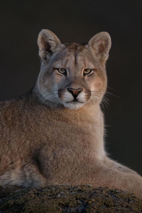 The female puma, known as Sarmiento, sits on the shore of the lake she was named after with one of her two cubs. Pumas are solitary creatures who only spend time with other pumas during mating season or when raising their young—which females do alone. Mountain Lion Aesthetic, Pumas Animal, Puma Animal, Russian Blue Cat, Puma Cat, Mountain Lion, Cat Family, Gone Wrong, Russian Blue