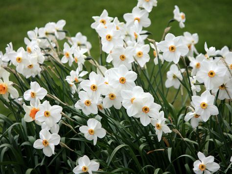 Narcissus poeticus – Poet’s Narcissus, Pheasant’s Eye Daffodil → Plant profile and more photos at: http://worldoffloweringplants.com/narcissus-poeticus-poets-narcissus-pheasants-eye-daffodil/ → More flowering plants at: http://worldoffloweringplants.com/browse-flowering-plants-scientific-name/ Fall Bulb Planting, Daffodils Planting, Spring Perennials, Deer Resistant Perennials, Perennial Bulbs, Narcissus Flower, Daffodil Bulbs, Spring Flowering Bulbs, Yellow Daffodils