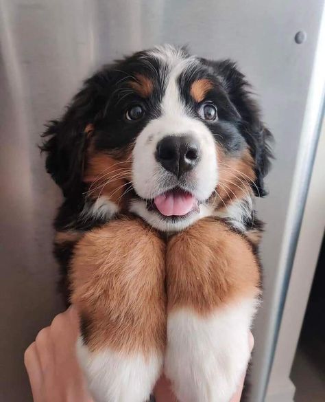 Burnese Mountain Dog, Bernese Dog, Labrador Noir, Bernese Mountain Dog Puppy, Dog Bell, Mixed Breed Dogs, Mountain Dog, Bernese Mountain, Cute Dogs And Puppies