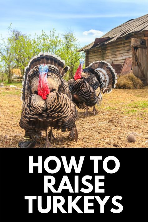 How To Care For A Turkey, Pet Turkey Care, Turkey Pens Ideas, Turkey Roost Diy, Pet Turkey House, Turkey Pen Ideas, Backyard Turkeys, Turkey Raising, Turkey Farming