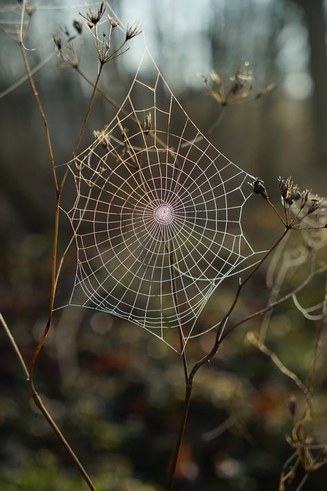 shallow focus photography of spider web photo – Free Spider Image on Unsplash Frosty Morning, Time Lapse Photography, Green Country, Focus Photography, Web Photos, Morning Walk, Airbrush Art, James Brown, Download Free Images