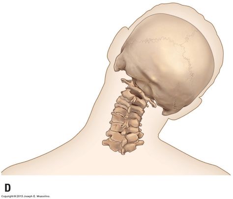 Axial and nonaxial ranges of motion of the Cervical Spine Sagittal Plane, Plane Figures, Cervical Spine, Human Skeleton, Head And Neck, Neck Pain, Human Figure, Manga Drawing, Anatomy