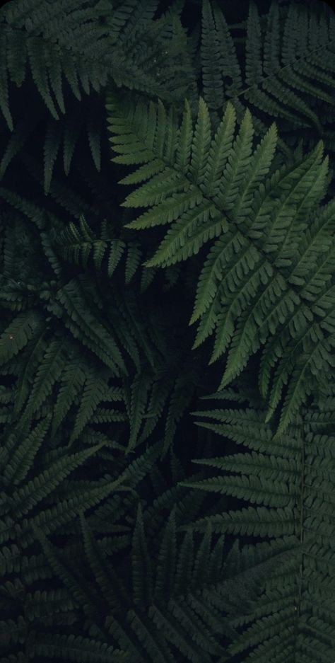 Dark Green Plants Wallpaper, Botanical Wallpaper Iphone, Leaves Wallpaper Iphone, Fern Wallpaper, Palm Leaf Wallpaper, Leaf Photography, Dark Green Aesthetic, Abstract Face Art, Lit Wallpaper