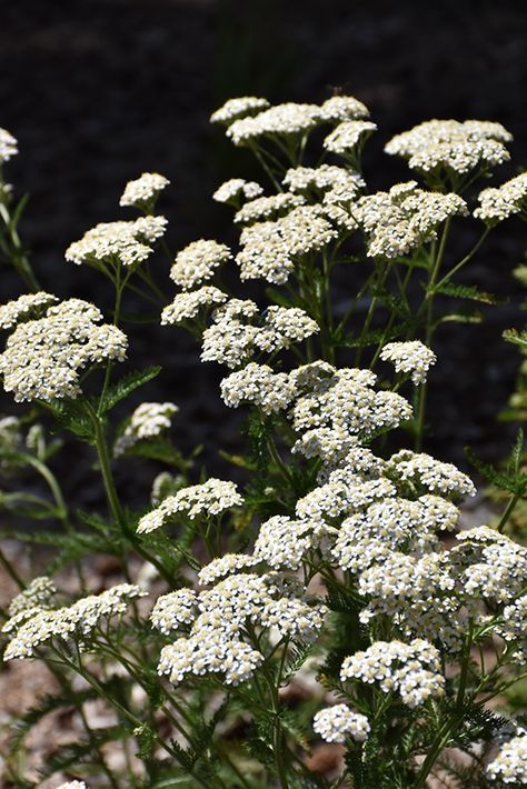 Achellia Flower, Yarrow Flower Aesthetic, Yarrow Aesthetic, Achillea Plant, Yarrow Garden, Achillea Flower, Native Garden Design, Common Yarrow, White Yarrow