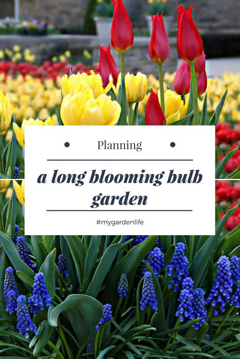 Bulb Layout Garden, Bulb Garden Plan, Bulb Landscaping Ideas, Spring Bulb Meadow, Layering Bulbs In Garden, Bulb Blooming Chart, 3 Season Bulb Garden, Bulb Layering Gardens, Bulb Flower Bed Design