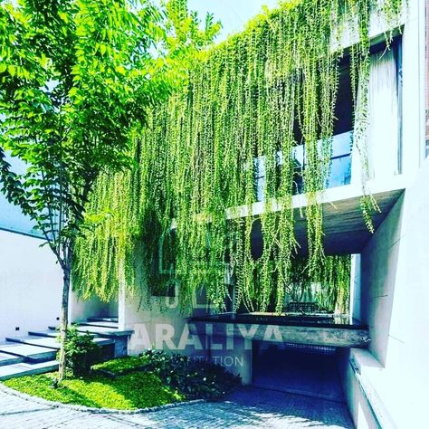 #CurtainCreepers 
#architecture
#modern house 
#curtain vine Creeper Plants Ideas, Curtain Creeper Plant, Curtain Creeper, Flowering Creepers, Villa Elevation, German Decor, Creepers Plants, Backyard Terrace, Grunge Bedroom