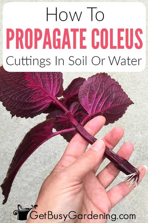 Coleus propagation is a great way to enjoy your favorite varieties every year while saving money. In my comprehensive guide on how to propagate coleus plants, I share a few simple techniques for getting rooting cuttings, which can help you multiply a few plants into many during early spring. Get step by step instructions for how to grow coleus cuttings in either soil or water, and how to care for them while they do. With my tips on soil, temperature, light, and more, you’ll be a pro in no time. How To Propagate Coleus Plant, Coleus Plants Landscape, Types Of Coleus Plants, Propagating Coleus Plant, Coleus Propagating, Coleus Plants Varieties, Coleus Plants Planters, Coleus Landscaping, Coleus Plants Care