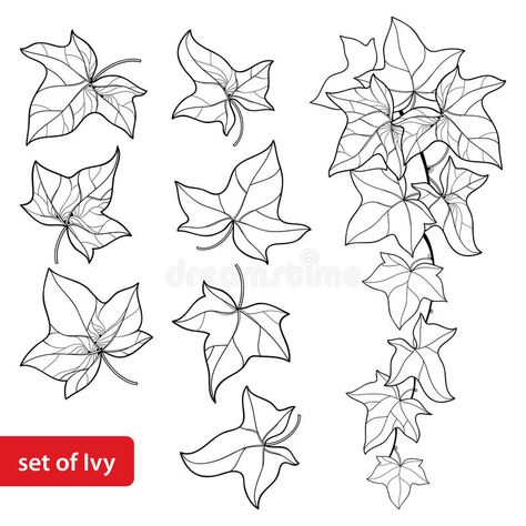 Vector set with outline Ivy or Hedera. Ornate leaf and Ivy vine in black isolated on white background. Evergreen climbing plant. Vector set with outline Ivy or stock illustration Patchwork, Croquis, Evergreen Climbing Plants, Ivy Tattoo, Ivy Flower, Vine Drawing, Lotus Flower Art, Ivy Vine, Vine Tattoos