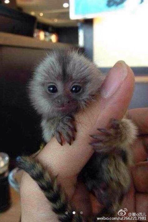 Monkey Habitat, Monkey Breeds, Cute Monkey Pictures, Monkey Species, Finger Monkey, Marmoset Monkey, Tiny Monkey, Small Monkey, Monkey Pictures